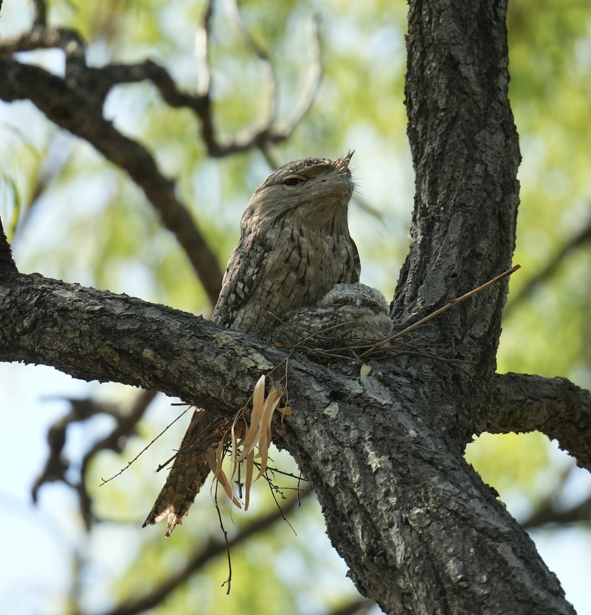 Tawny Frogmouth - ML645765242