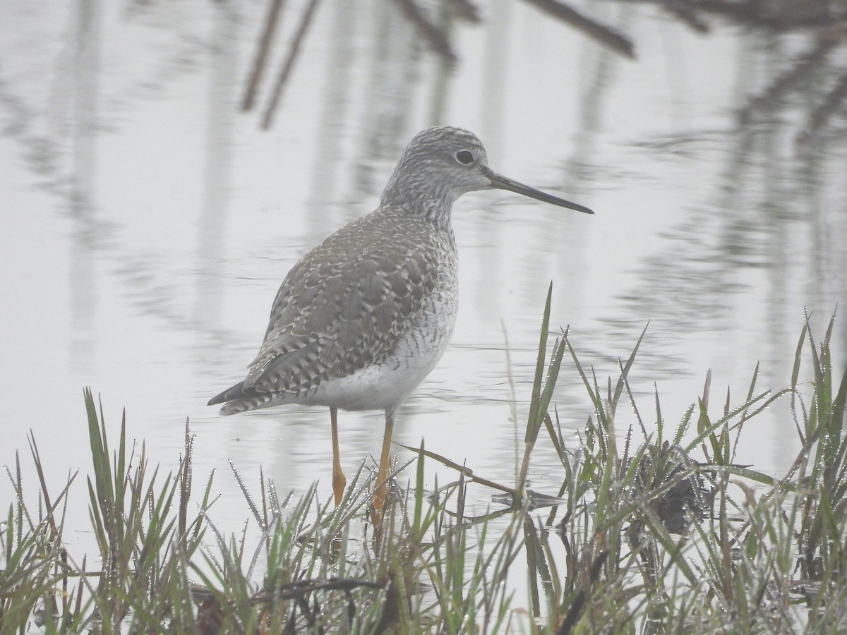 Greater Yellowlegs - ML645765243