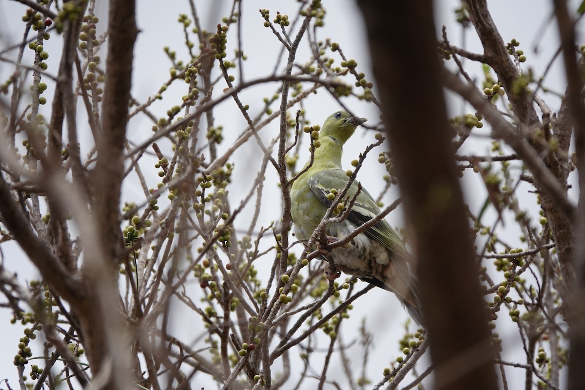 マダガスカルアオバト - ML645765244