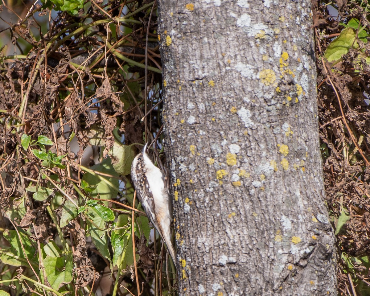 Brown Creeper - ML645765246