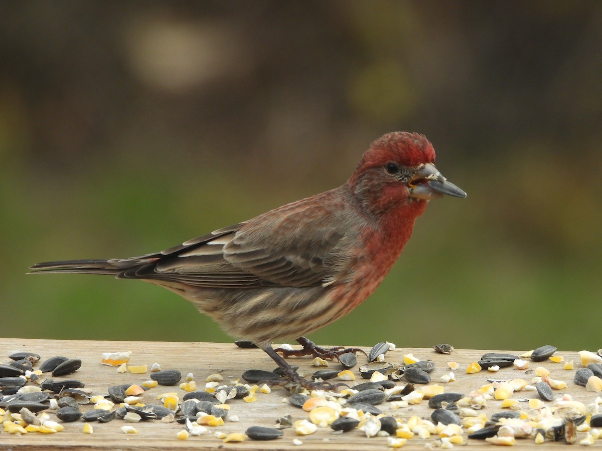 Roselin familier - ML645765251