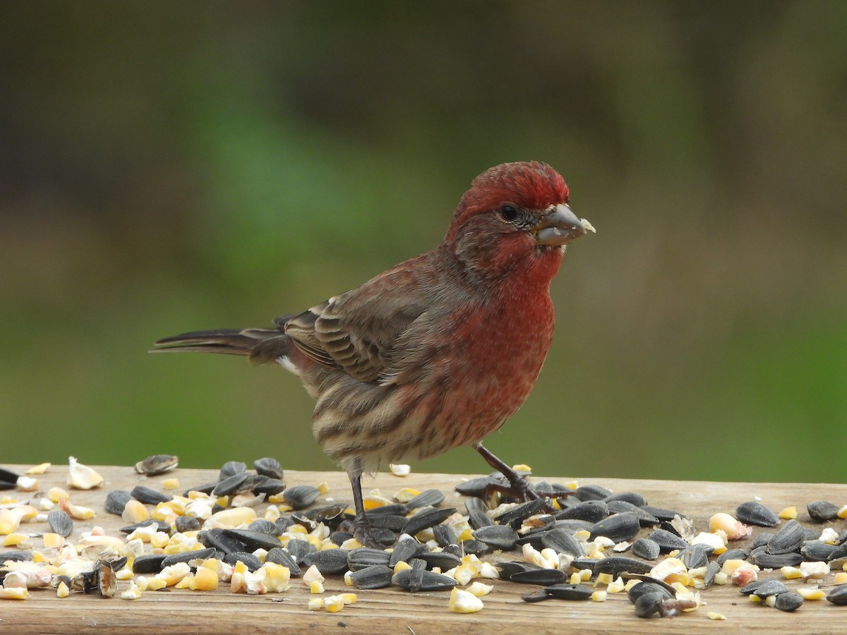 Roselin familier - ML645765252