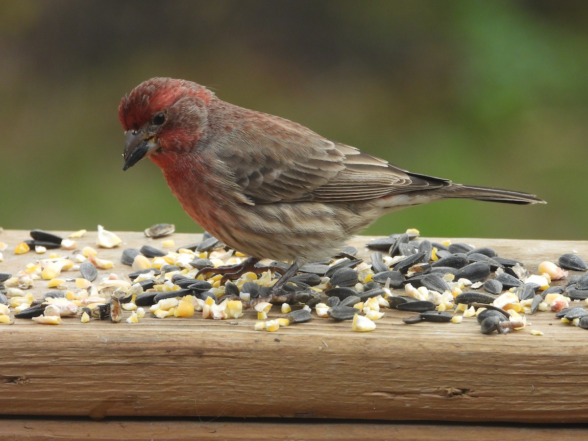 Roselin familier - ML645765253