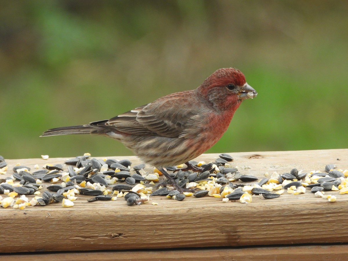 Roselin familier - ML645765254