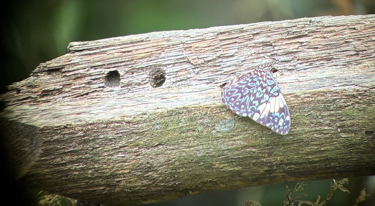Butterflies and Moths - ML645765256