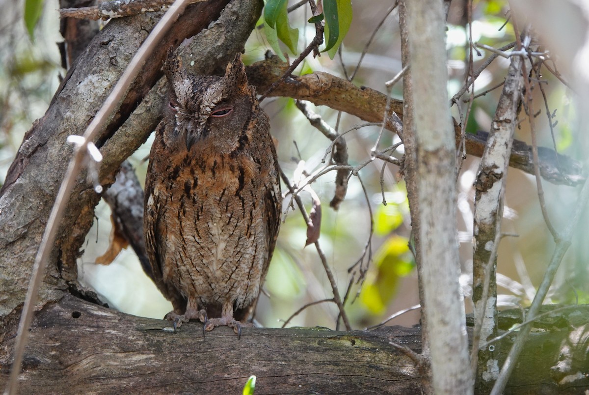 Madagascar Scops-Owl (Torotoroka) - ML645765262