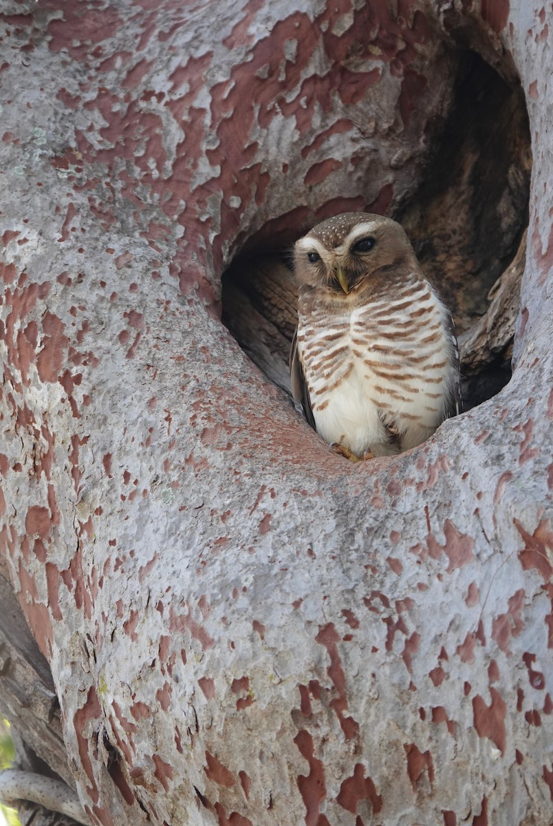 White-browed Owl - ML645765265
