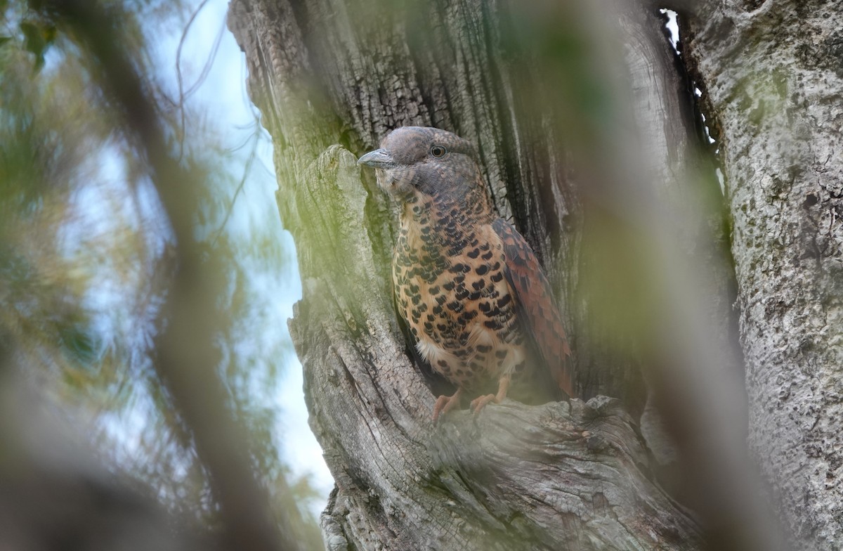 Carraca Curol - ML645765266