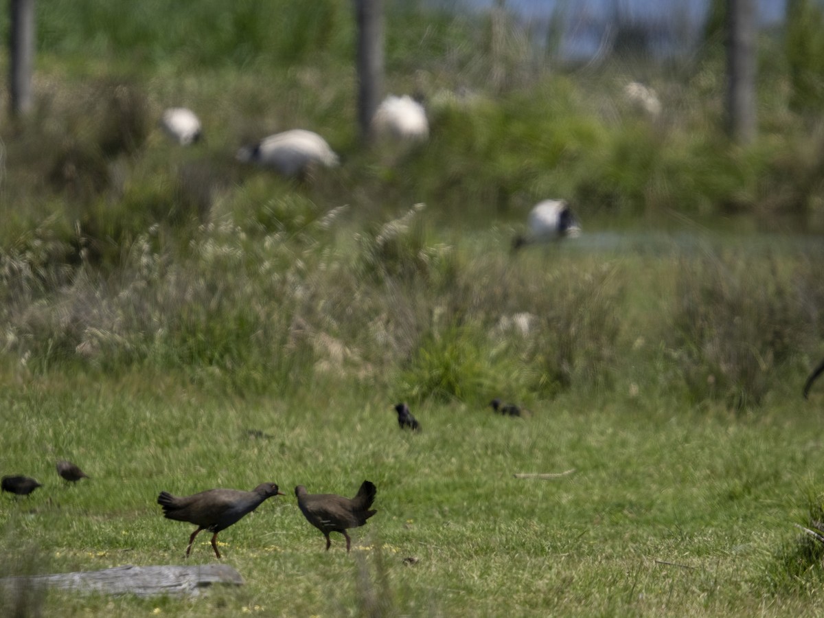 Black-tailed Nativehen - ML645765271