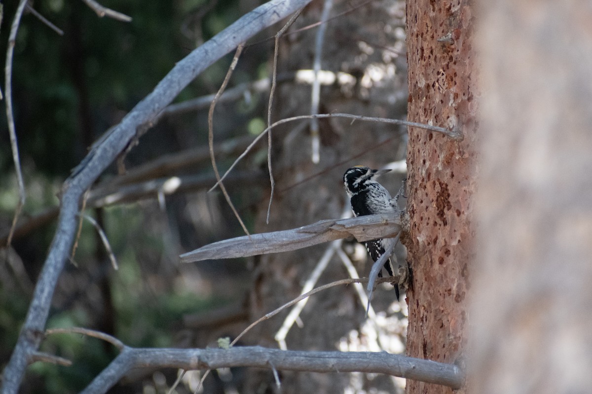 datlík smrkový - ML645765273