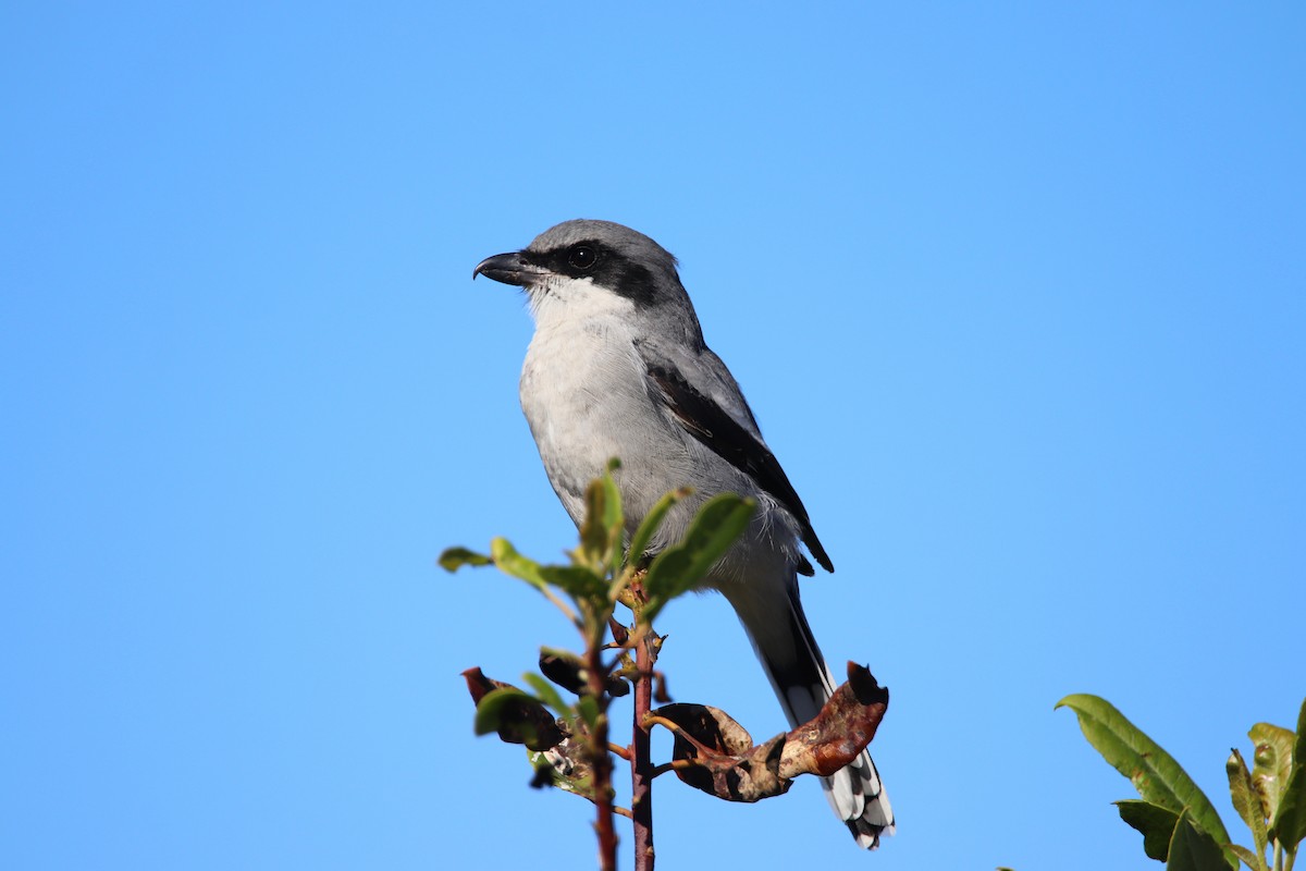 ťuhýk americký - ML645765274