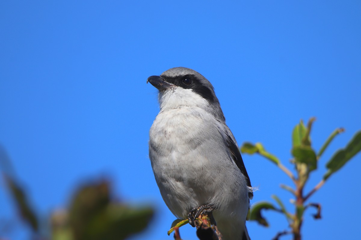 ťuhýk americký - ML645765275