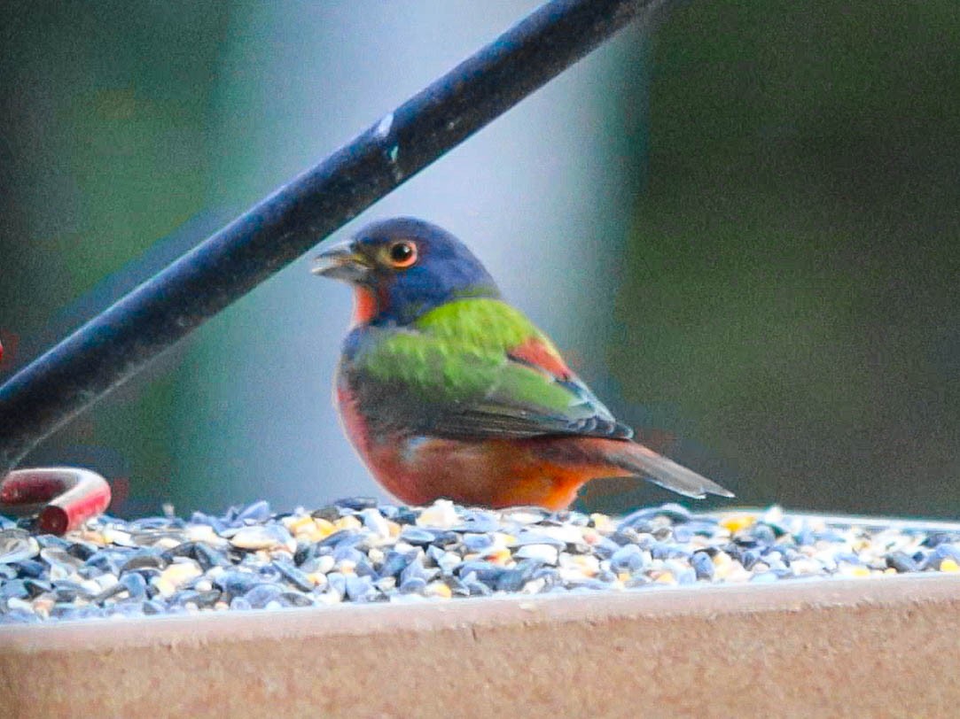Painted Bunting - ML645765276