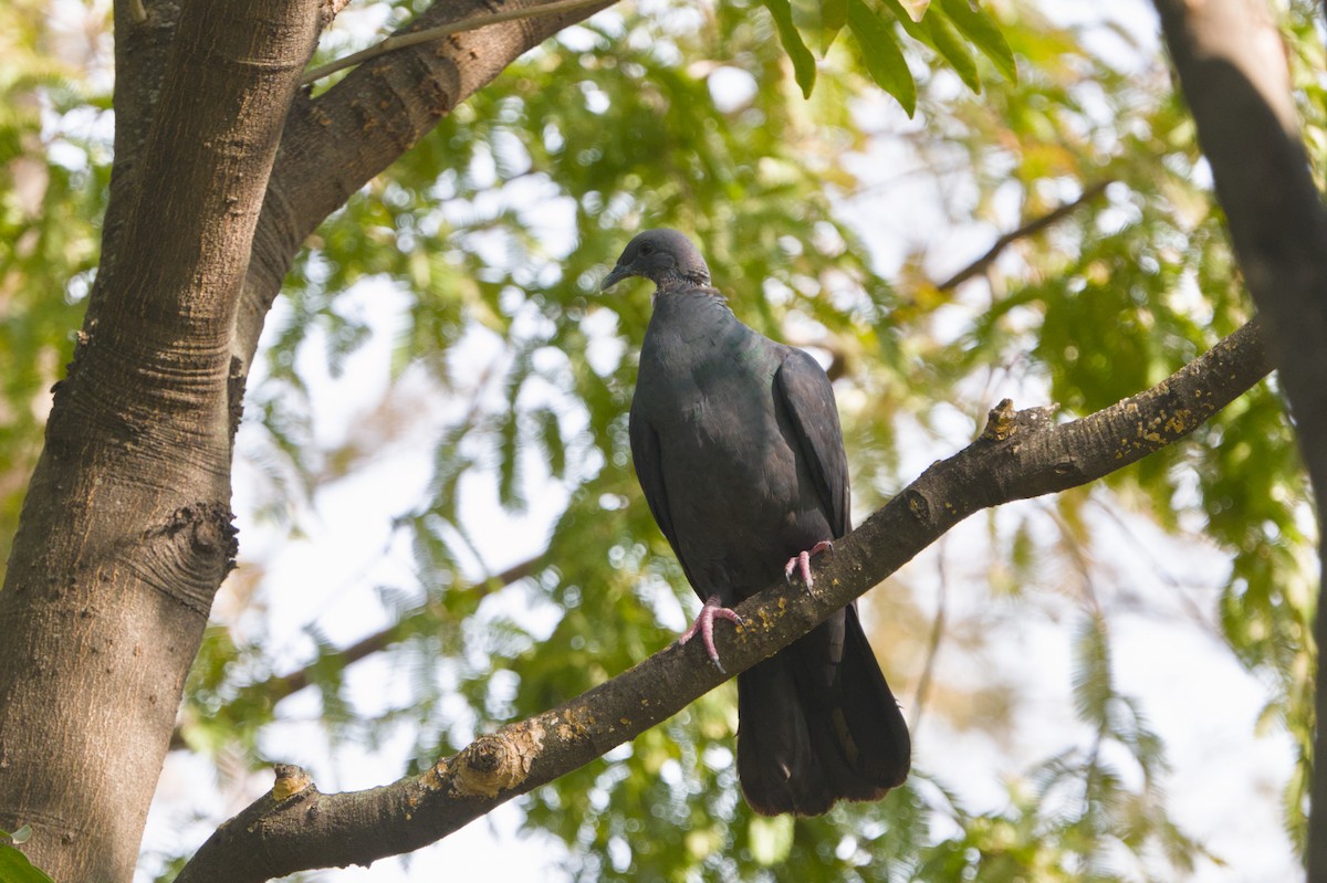 holub černý - ML645765277