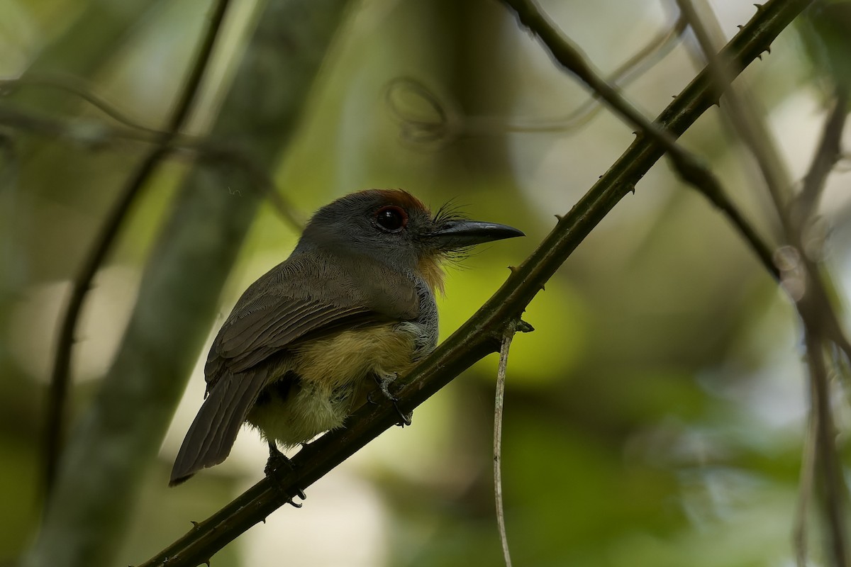 lenivka šedolící - ML645765278