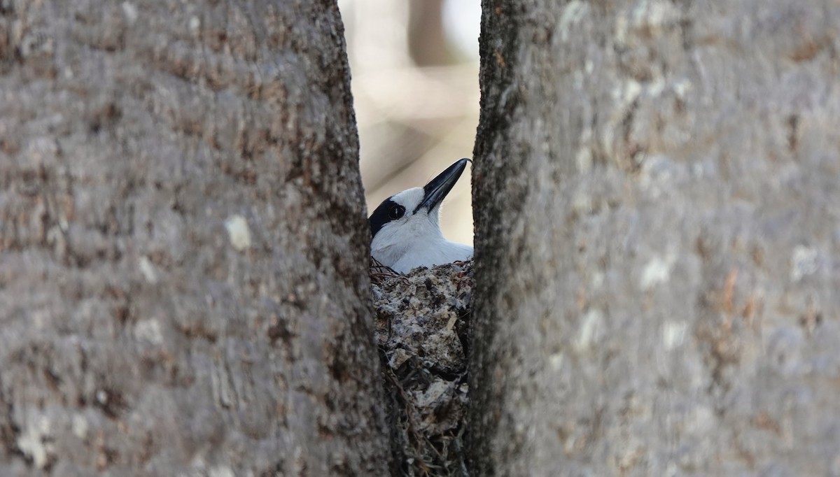 Hook-billed Vanga - ML645765279