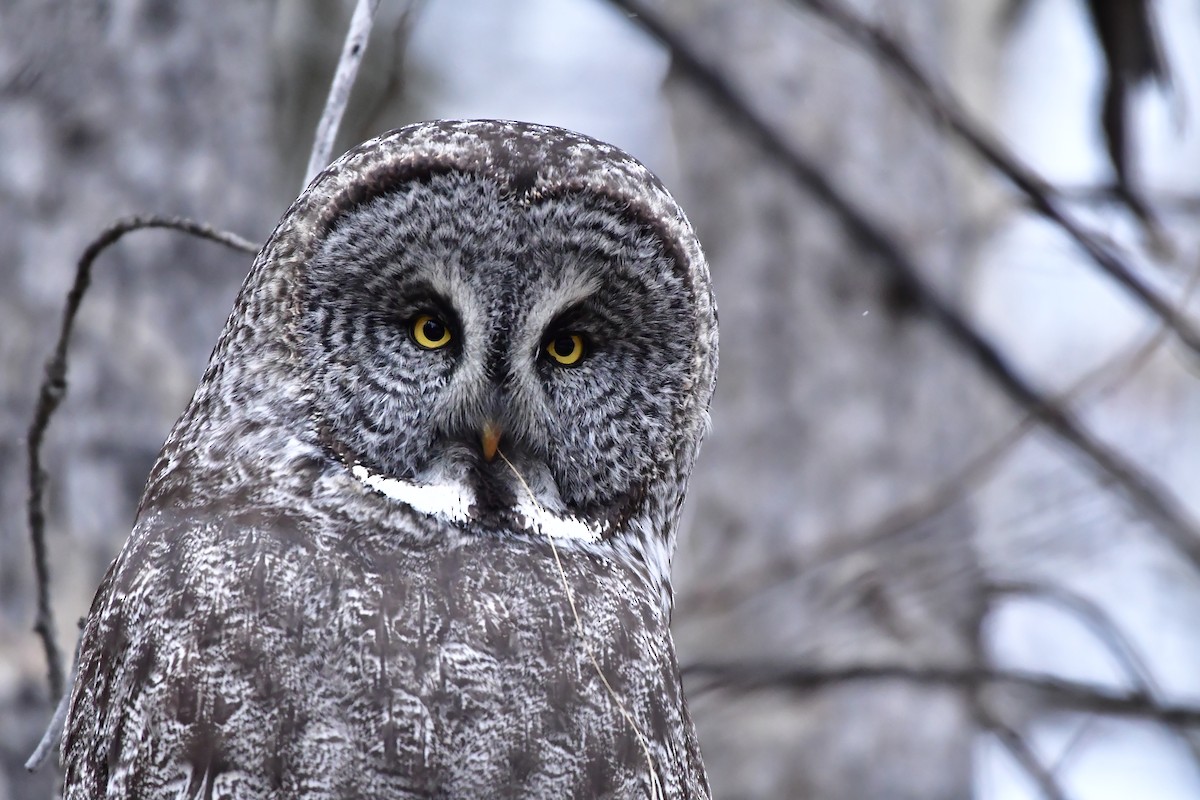 puštík vousatý - ML645765280