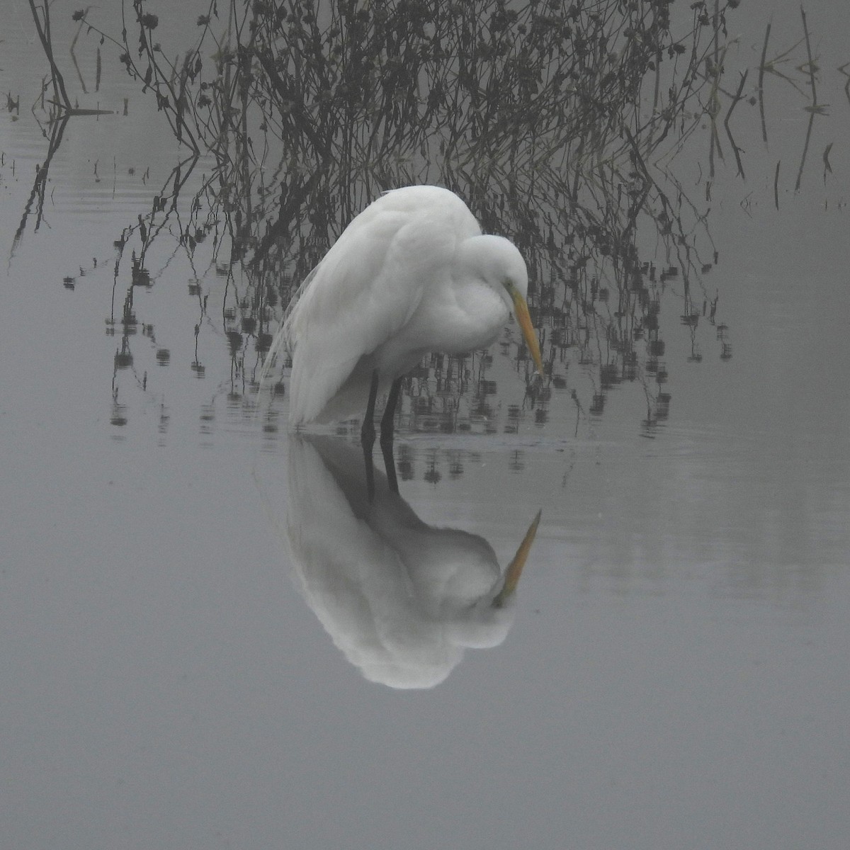 volavka bílá - ML645765281