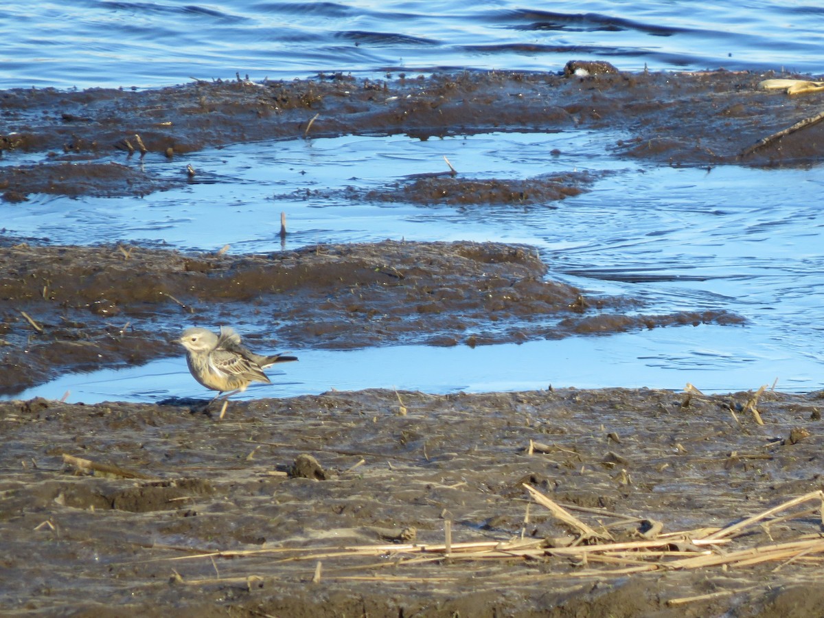 linduška tundrová - ML645765284