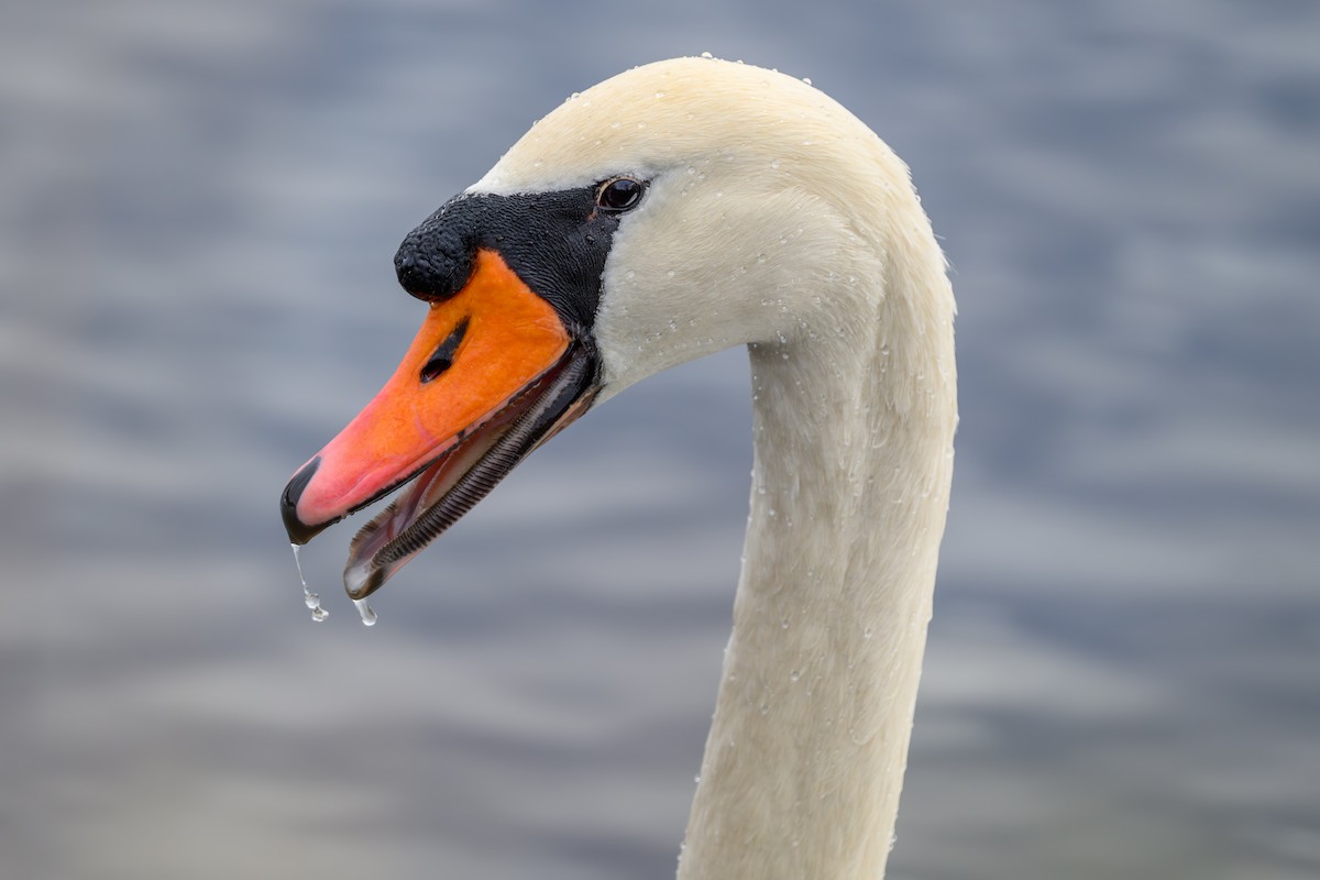 labuť velká - ML645765285