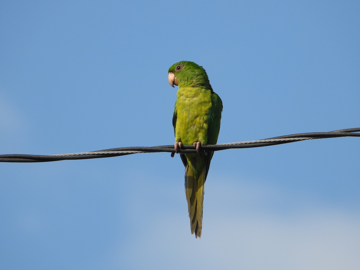 aratinga zelený - ML645765286