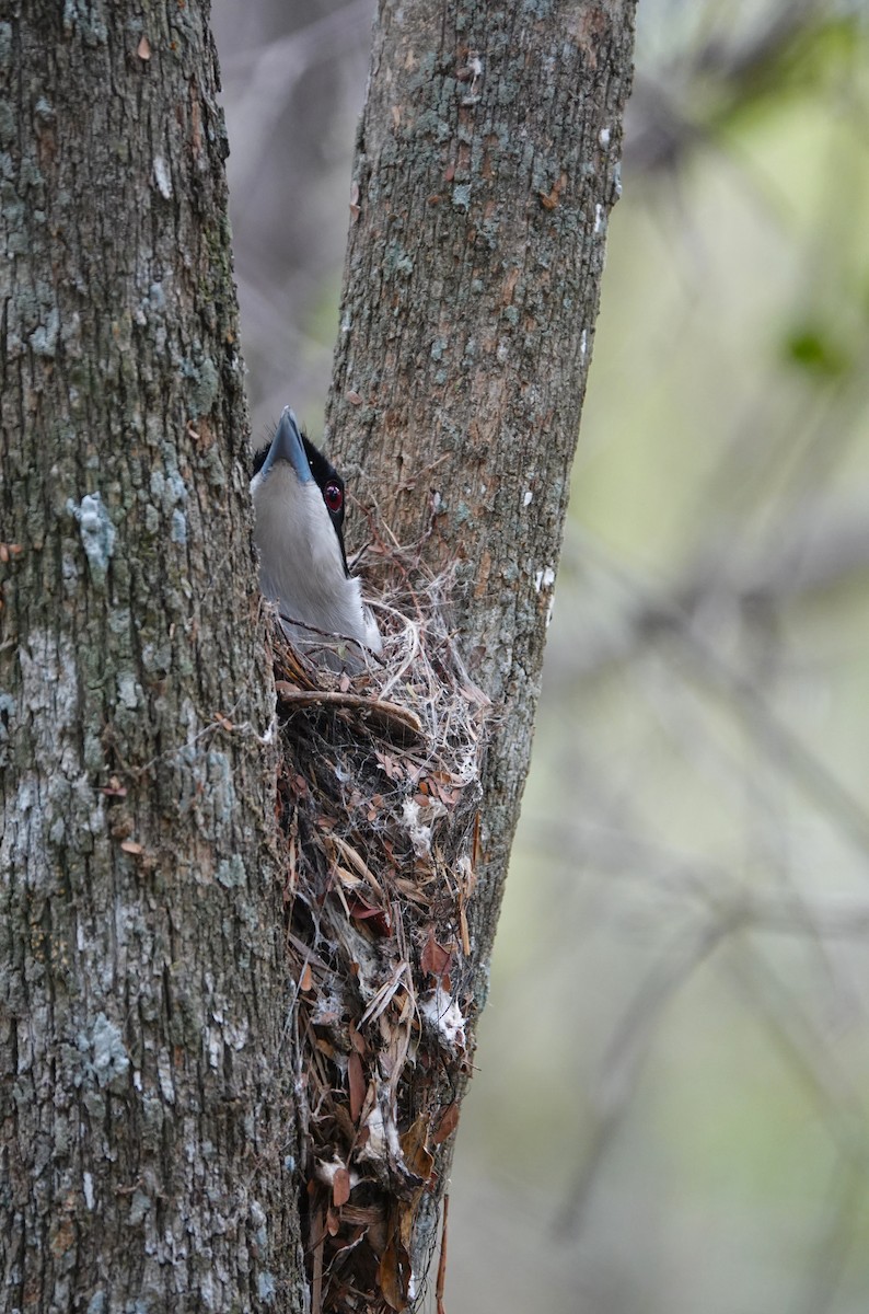 Rufous Vanga - ML645765288