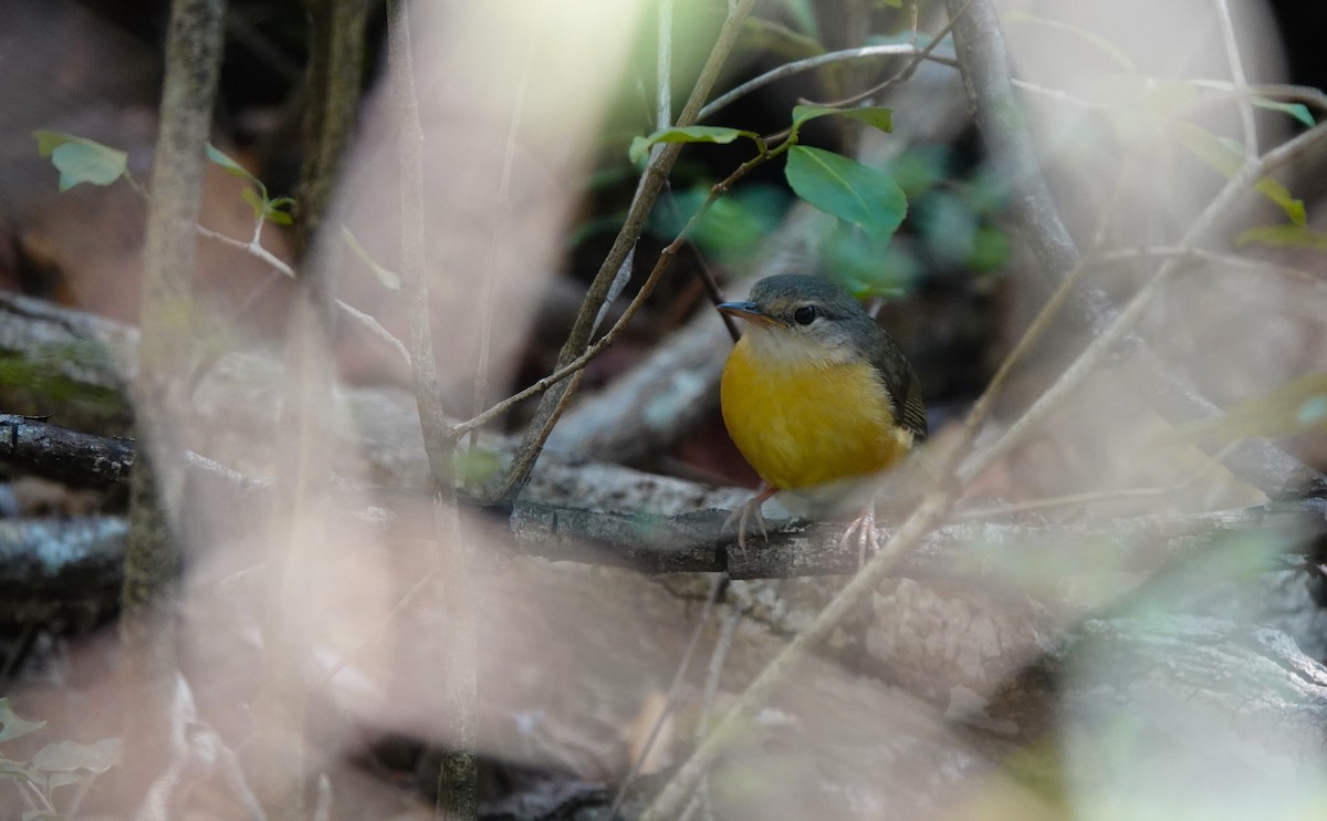 Appert's Tetraka - ML645765291