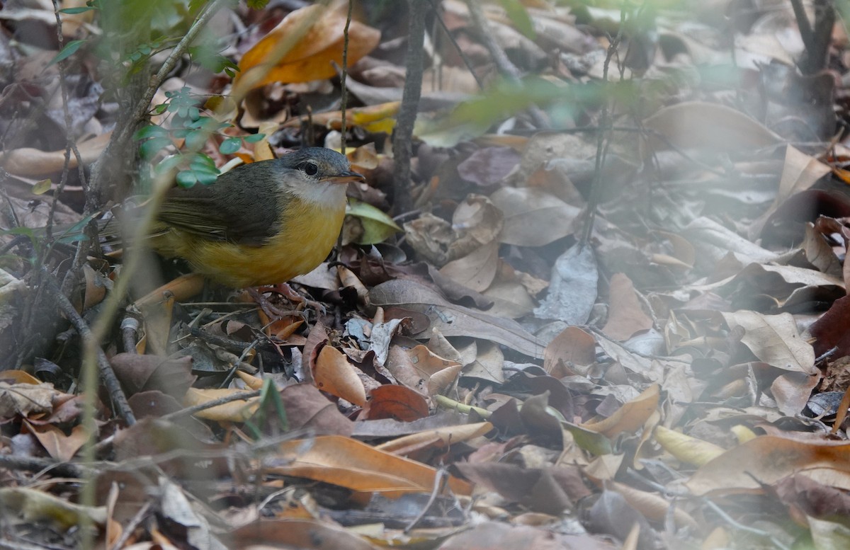 Appert's Tetraka - ML645765292