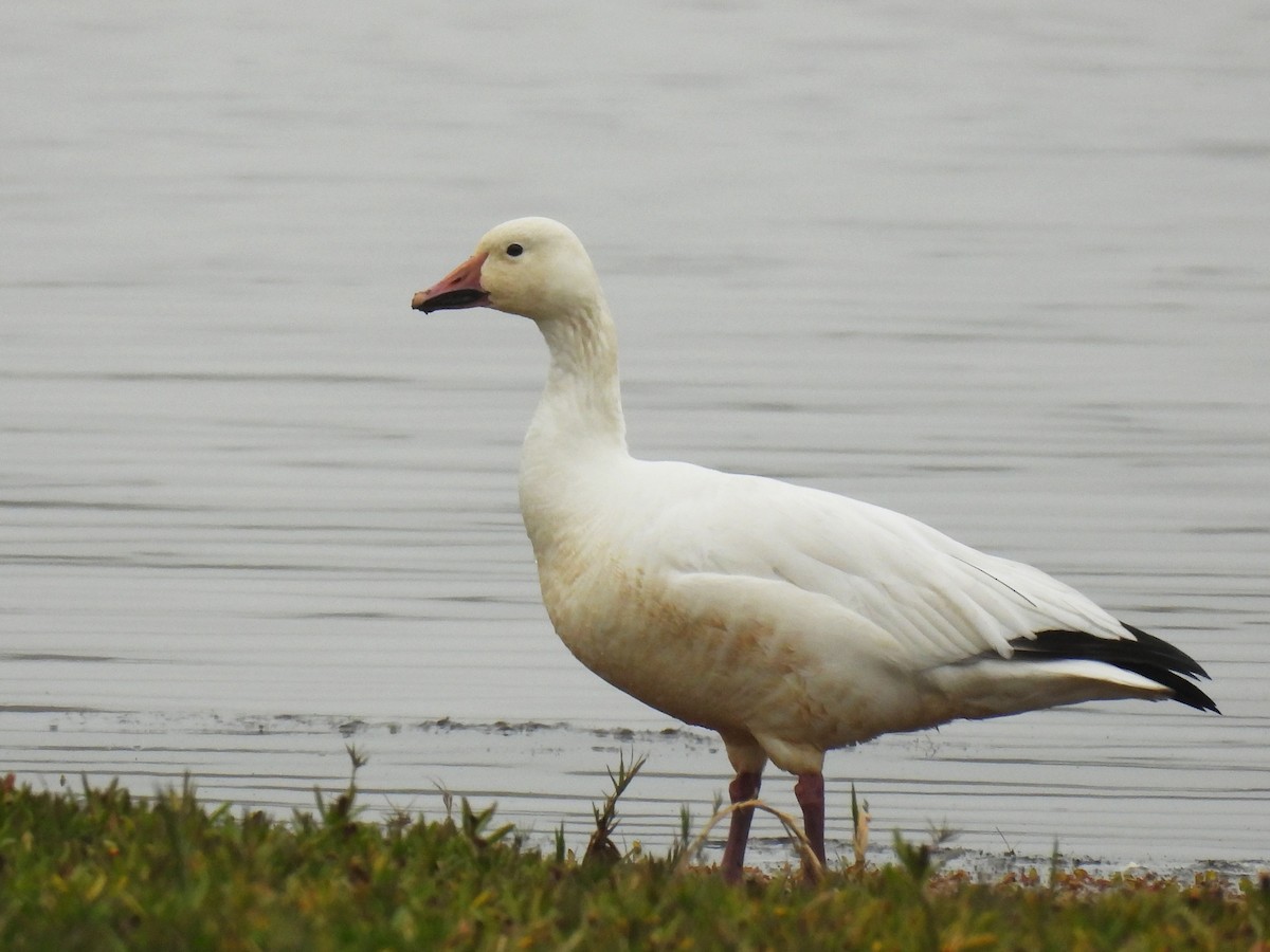 husa sněžní - ML645765293