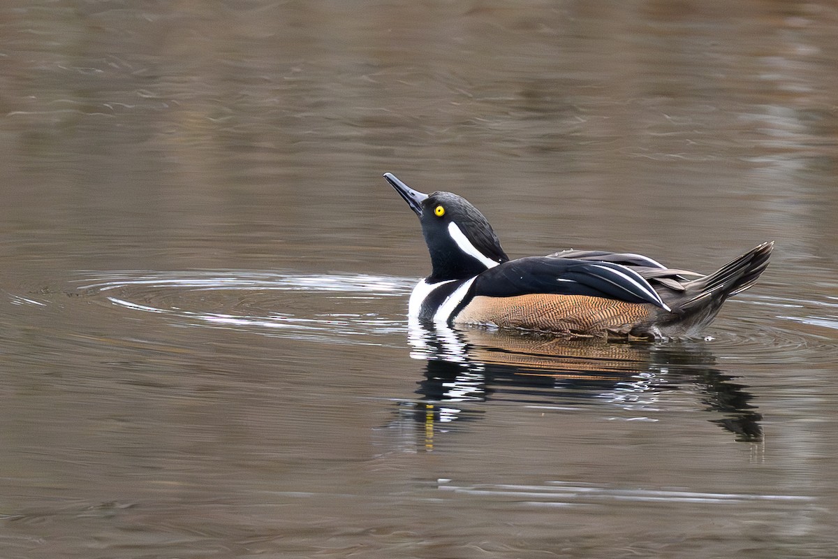 morčák chocholatý - ML645765294