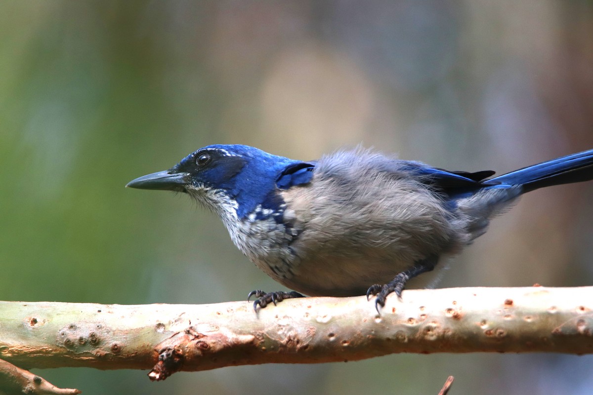 Island Scrub-Jay - ML645765299