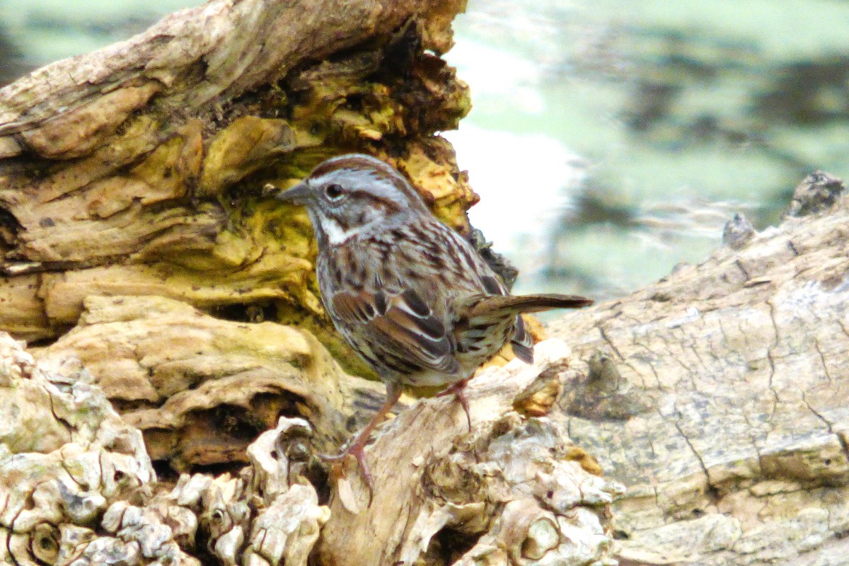 strnadec pruhohlavý - ML645765300