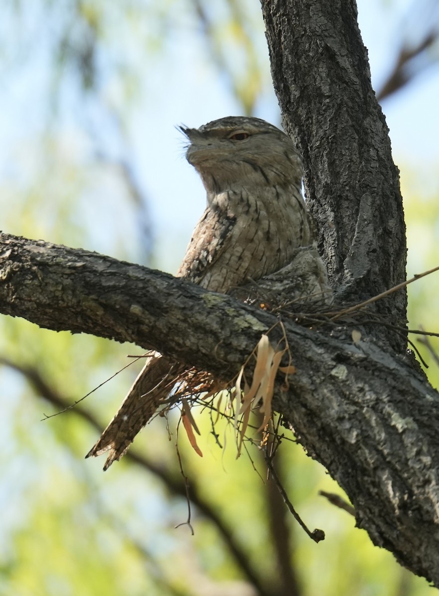 lelkoun soví - ML645765302