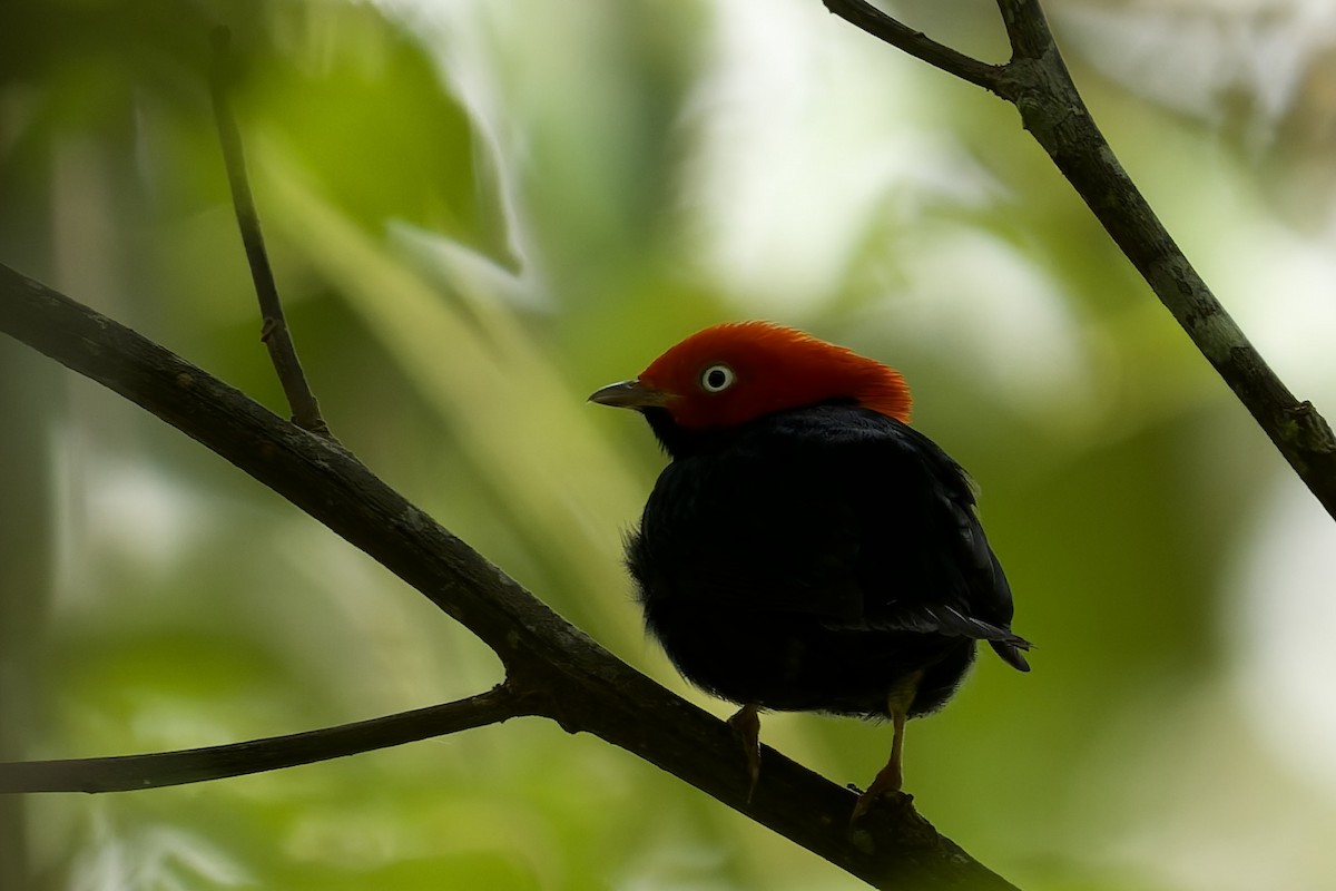 Round-tailed Manakin - ML645765308