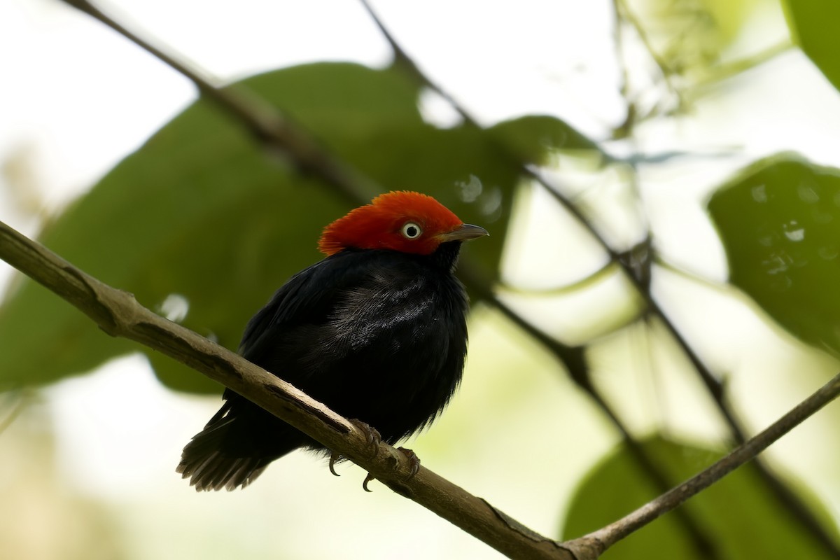 Round-tailed Manakin - ML645765309
