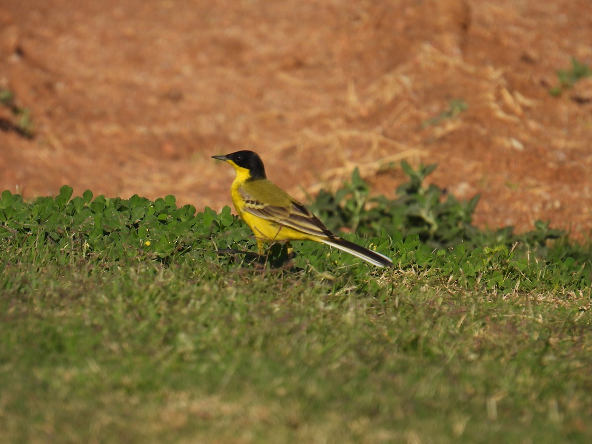 konipas luční - ML645765310