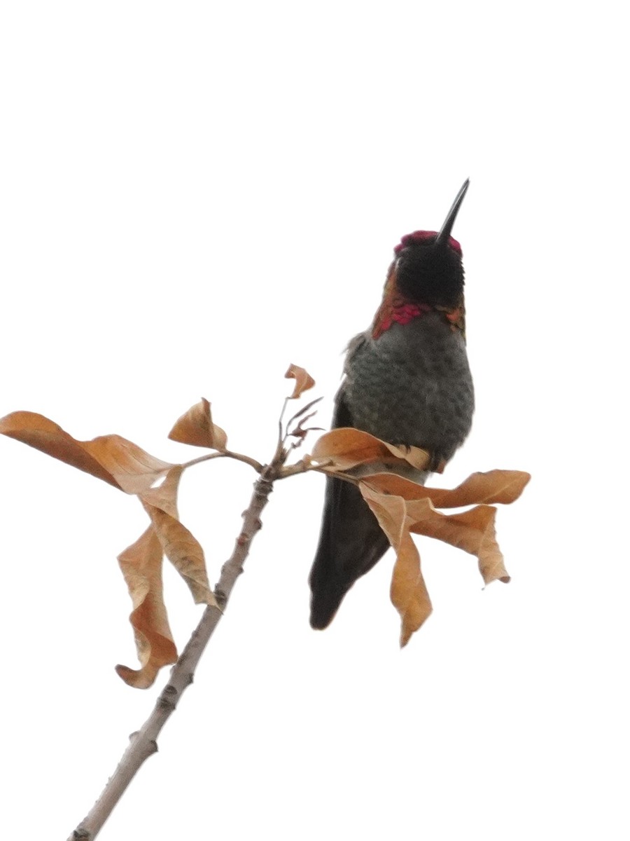 kalypta růžovohlavá - ML645765311