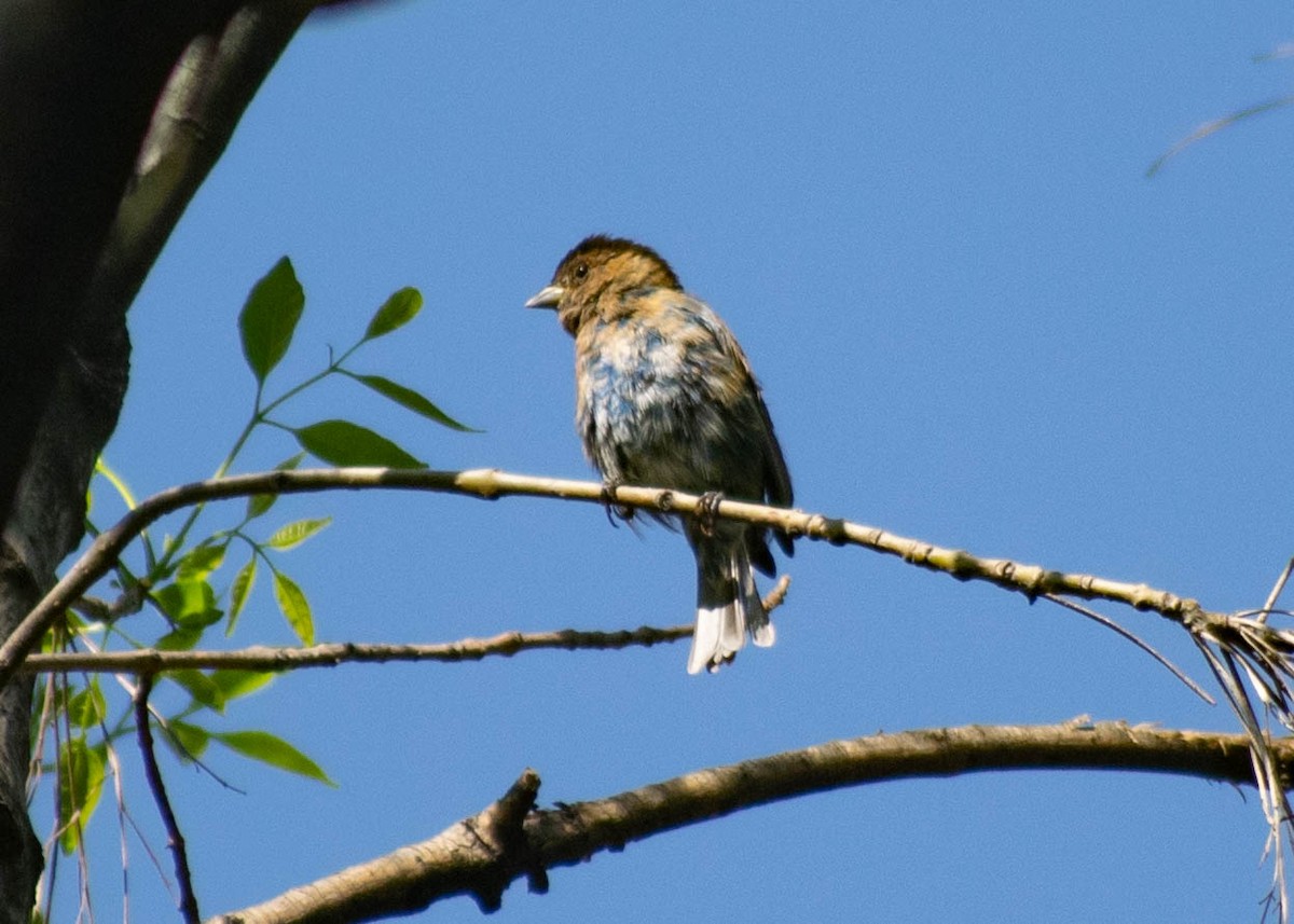 papežík indigový - ML645765312