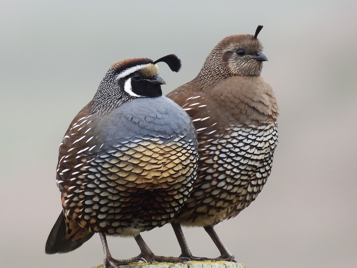 křepel kalifornský - ML645765314