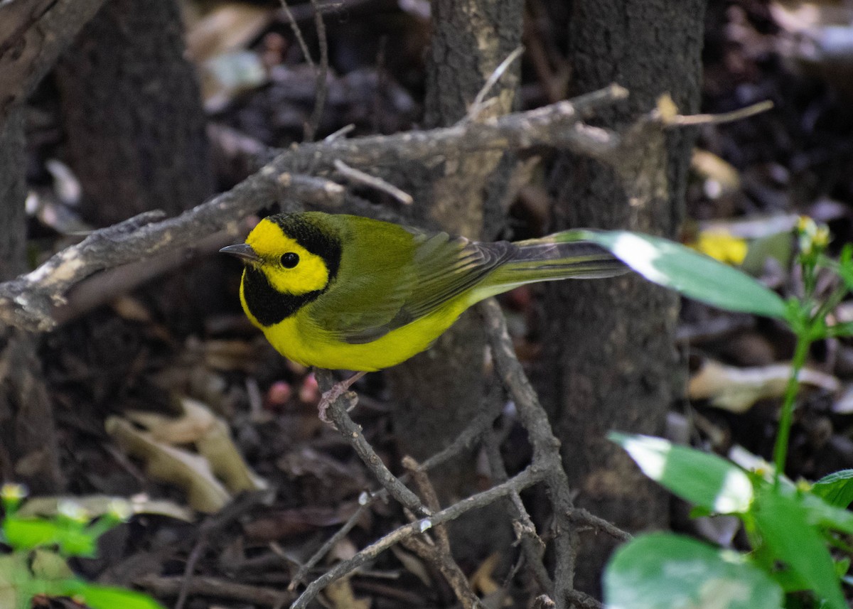 Hooded Warbler - ML645765315