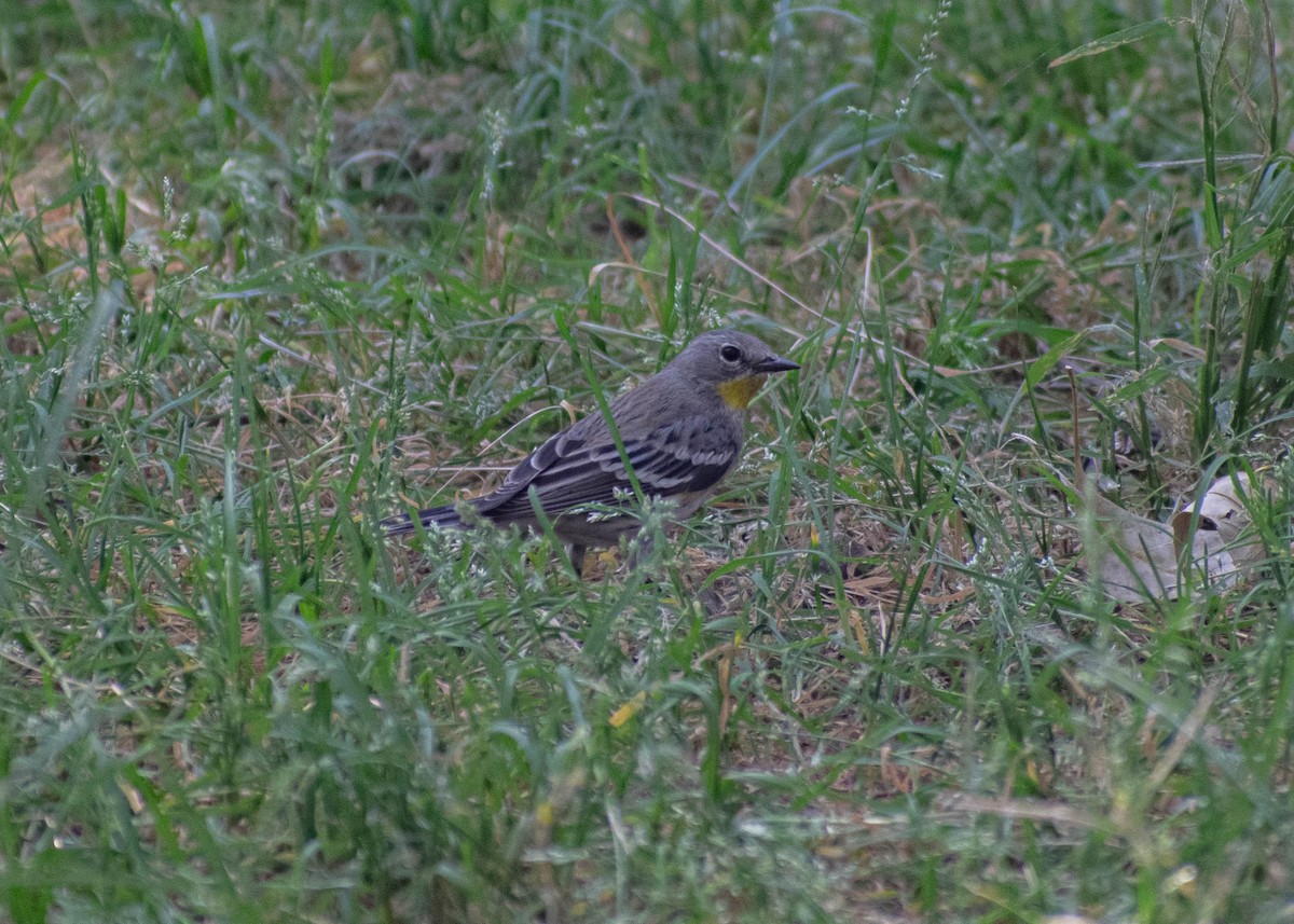 Yellow-rumped Warbler (Audubon's) - ML645765326