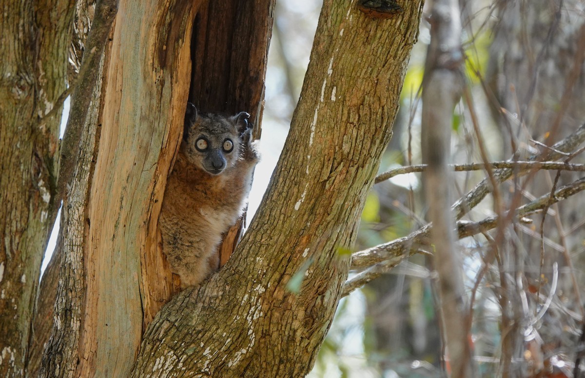 Hubbard's Sportive Lemur - ML645765327