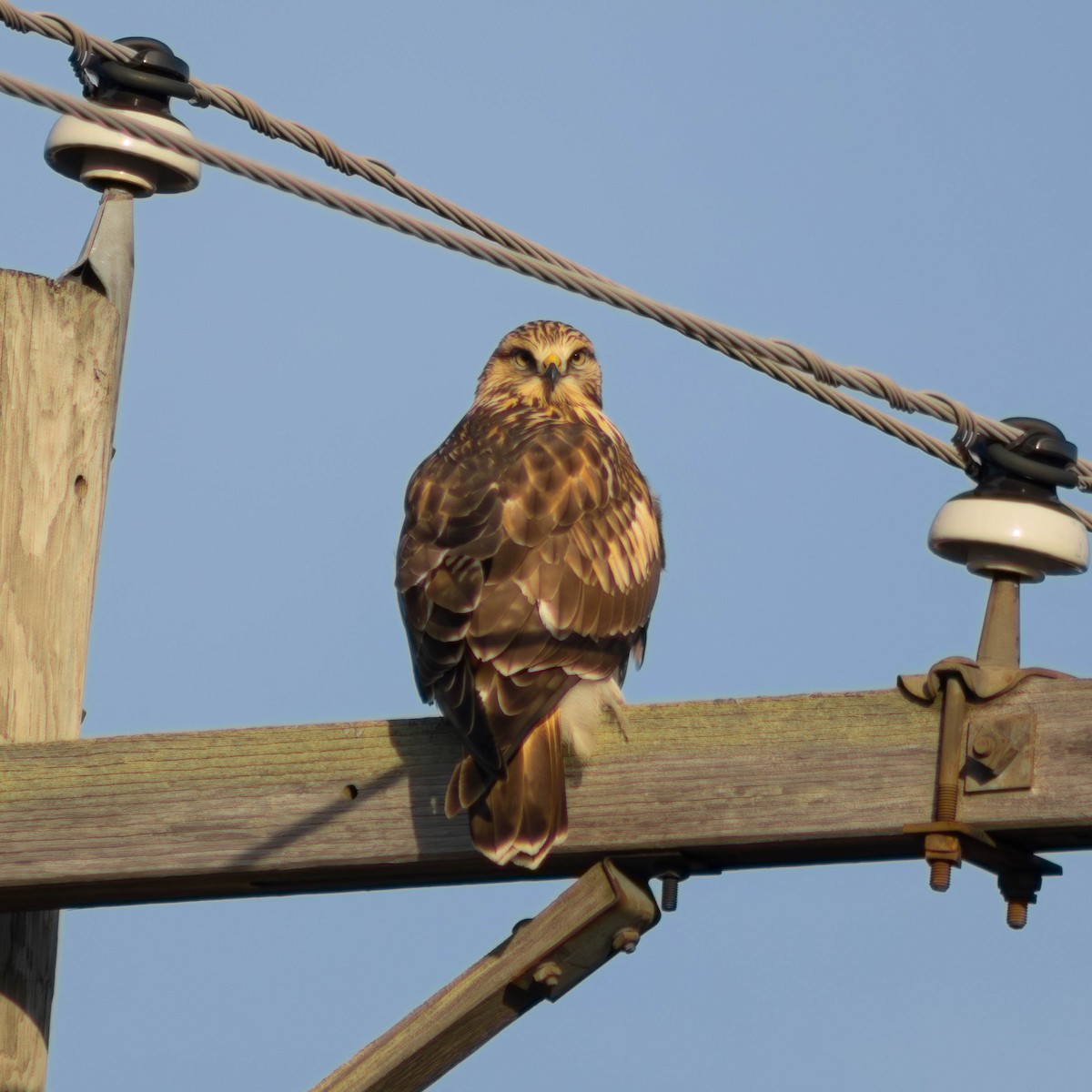 Rough-legged Hawk - ML645765328