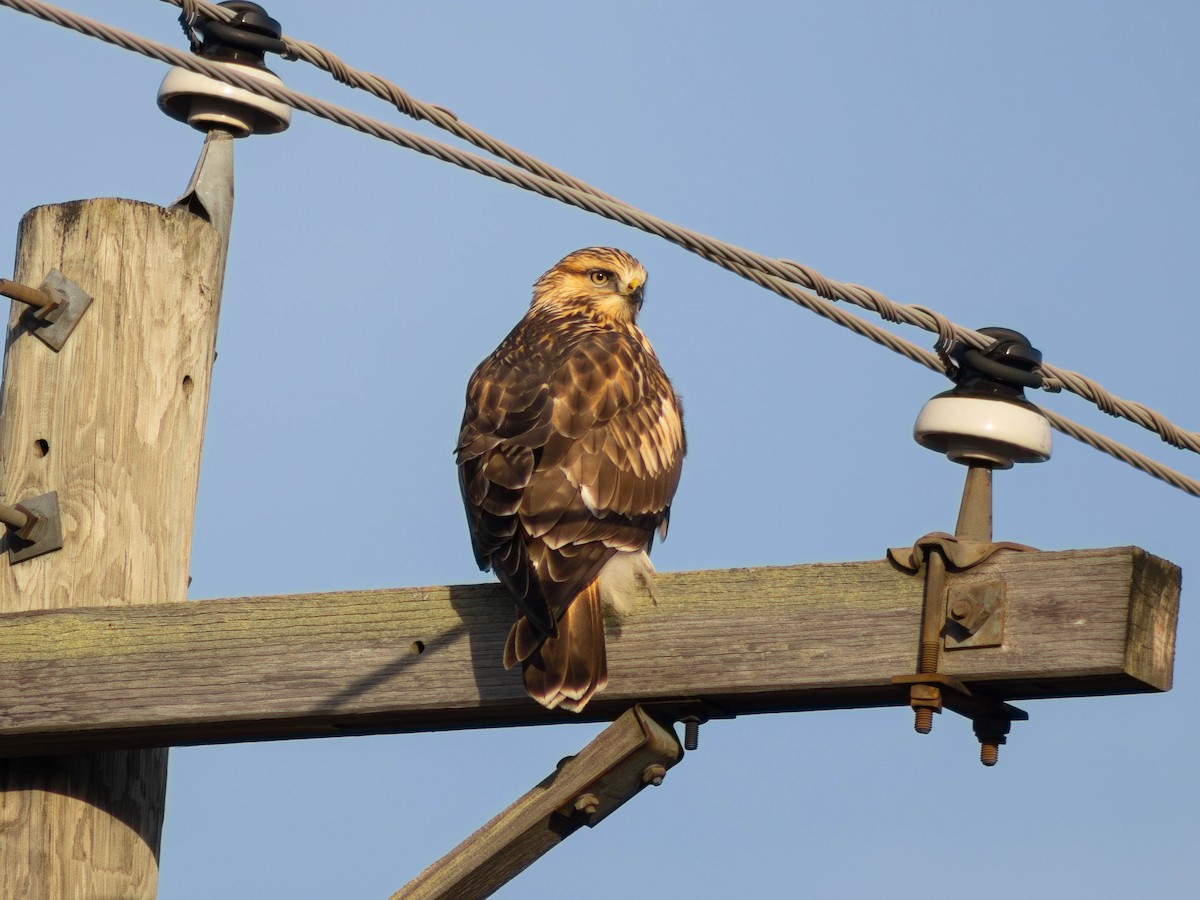 Rough-legged Hawk - ML645765329