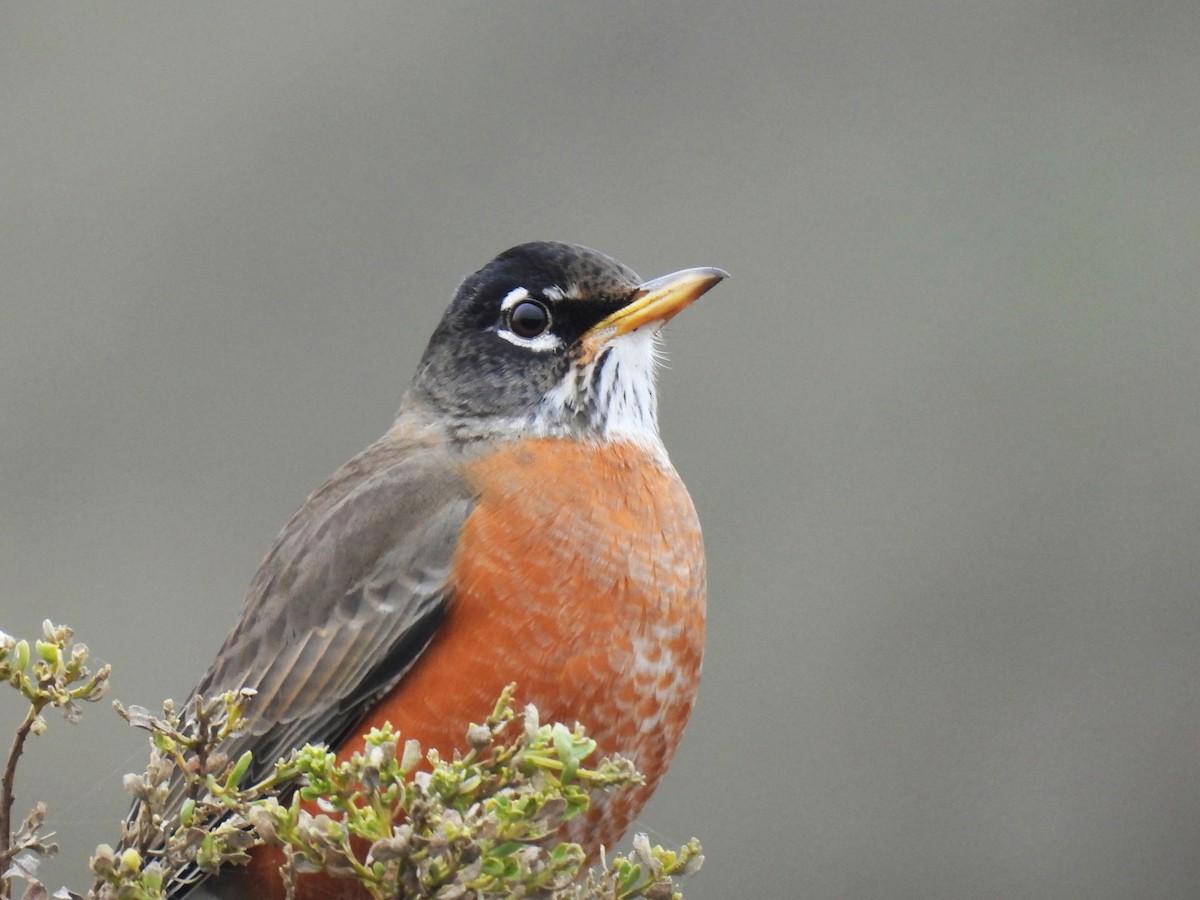 American Robin - ML645765330