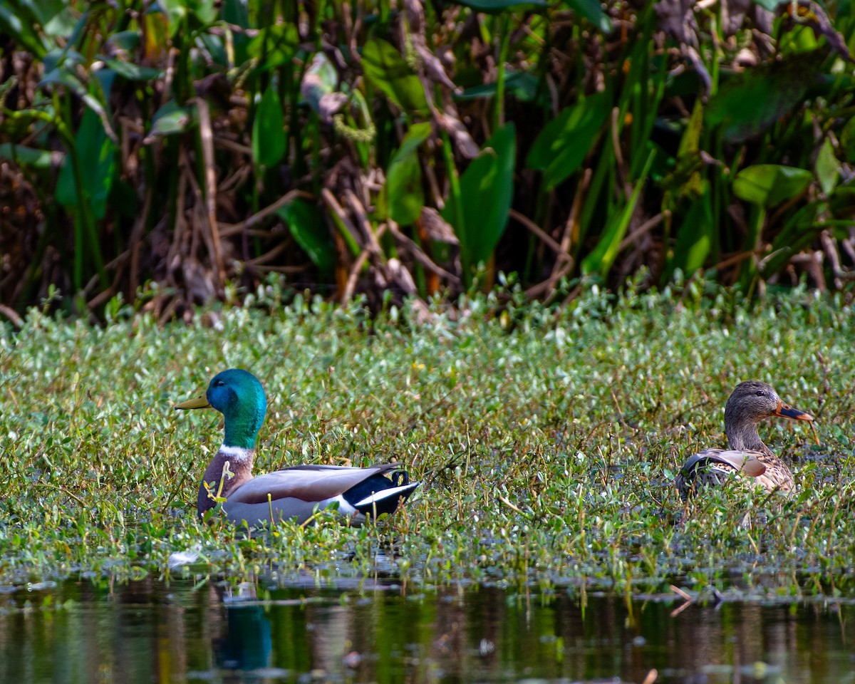 Mallard - ML645765335