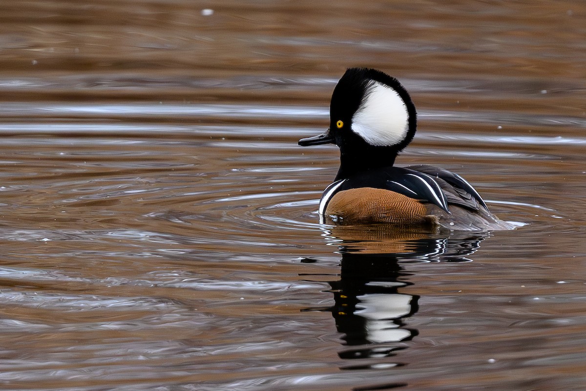 Hooded Merganser - ML645765336