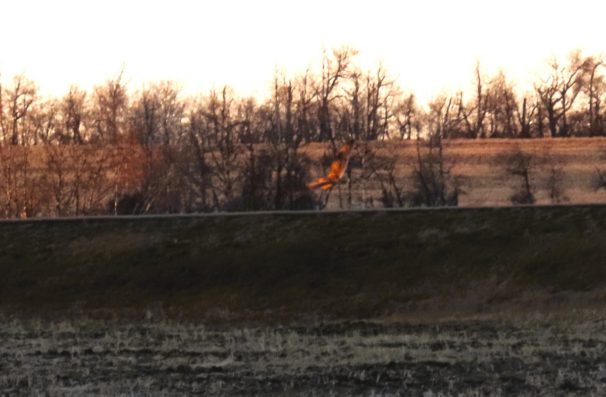 Short-eared Owl - ML645765338