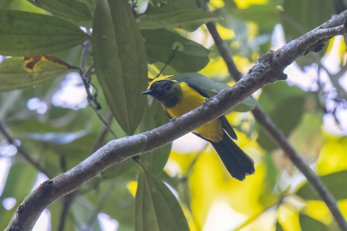 Sultan Tit - ML645765339