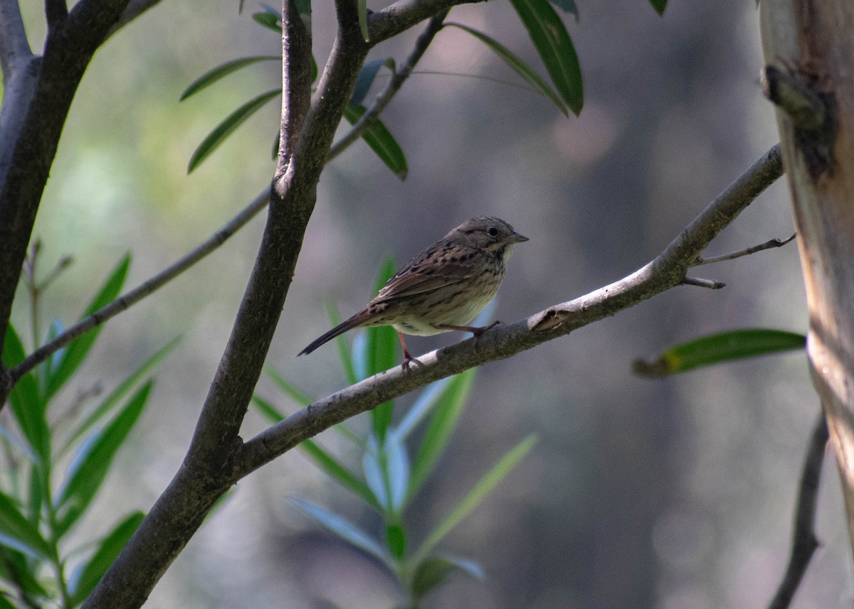 Lincoln's Sparrow - ML645765342